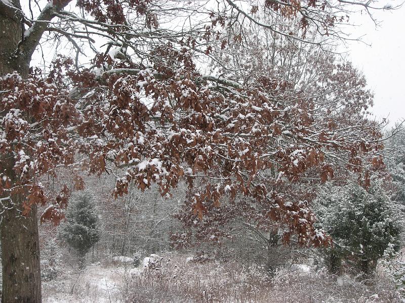 2008-12-07_First_Snow 049.jpg